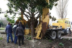 Nil&uuml;fer Belediyesi'nden Bandırma'ya ağa&ccedil; nakil desteği
