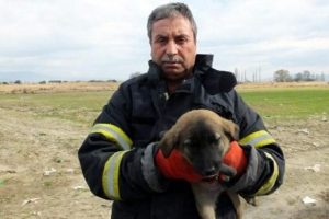 Aracın motor b&ouml;l&uuml;m&uuml;ne sıkışan yavru k&ouml;peği itfaiye kurtardı