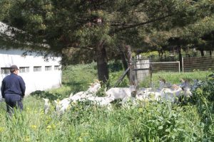 S&uuml;r&uuml; y&ouml;neticiliği, sosyal g&uuml;venceli meslek haline geliyor
