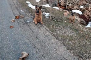 Kana bulayacaklardı! 50 kilo patlayıcı...