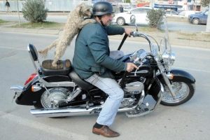 Motosikletli ve k&ouml;pekli