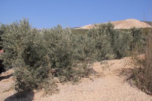 Taş ocağından atılan mıcır ve su, zeytin ağa&ccedil;larını kuruttu