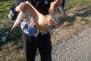 Yaralı şahine zabıta sahip &ccedil;ıktı
