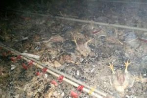 K&uuml;meste &ccedil;ıkan yangında 14 bin tavuk telef oldu