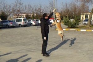 "&Ccedil;apkın" ve "back" emniyetin g&ouml;zdesi