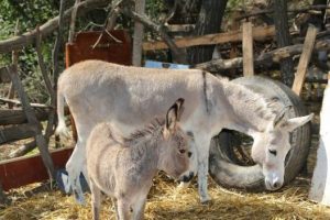 Kıbrıs'ın "Karaka&ccedil;an"ı koruma altında