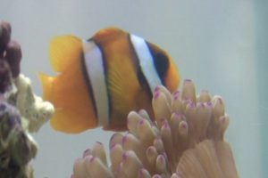 'Kayıp Balık Nemo' bulundu