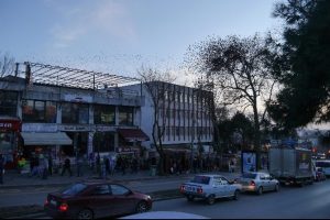 Martılar sığırcıkları rahat bırakmadı