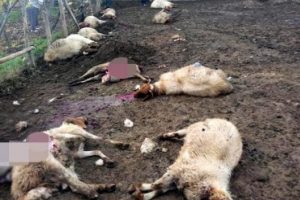 Kurtlar ağıldaki 25 koyunu telef etti