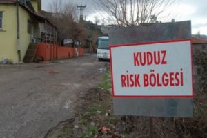 &Ccedil;anakkale'de kuduz karantinası