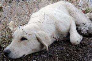 İnsanlık &ouml;lmemiş: Yaralı k&ouml;peğe baba şefkati