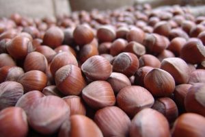 Fındığın kilogramı 17 liraya &ccedil;ıktı
