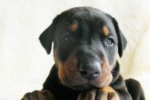 U&ccedil;ağa alınmayan yavru k&ouml;peğini &ouml;ld&uuml;rd&uuml;