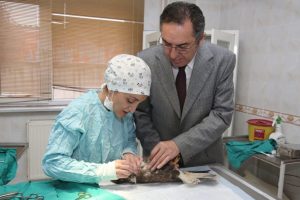 Yaralı şahinler Bursa'da iyileşiyor