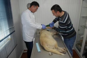Aşılanan sokak hayvanları k&uuml;peleniyor