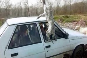 Sahipsiz k&ouml;pekler hayvanseverleri bırakmak istemedi