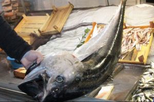 Balık&ccedil;ıların ağına 40 kiloluk torik takıldı