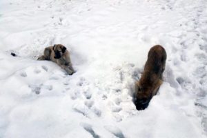 A&ccedil; kalan k&ouml;pekler kar altında yiyecek arıyor