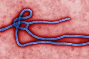 Eboladan &ouml;lenlerin sayısı artıyor