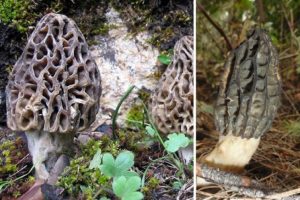 1 kilo kuru kuzug&ouml;beği mantarı 200-300 liradan satılıyor