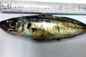 16 cm'lik balığı yutan kadın hayatını kaybetti