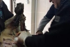 K&ouml;ye inen kurtlar 10 koyunu telef etti