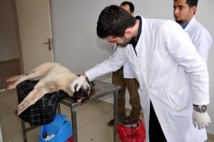 Otomobille k&ouml;peğine &ccedil;arpan kişiden şikayet&ccedil;i oldu