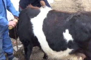 Bu da ay yıldızlı inek