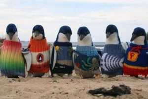 109 yaşında penguenler i&ccedil;in kazak &ouml;r&uuml;yor
