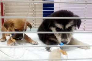 '&Ouml;l&uuml;m kampı'ndaki k&ouml;peklere sıcak yuva