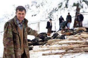 Ağılın &ccedil;atısı kara dayanamadı: 70 ke&ccedil;i telef oldu