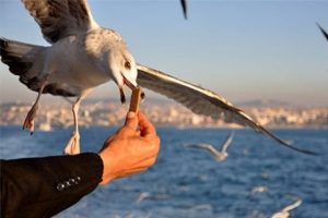 İstanbul Boğazı'nda yeni imar kararına tepki