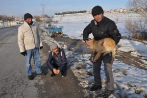 Yaralı k&ouml;peğe sahip &ccedil;ıktı