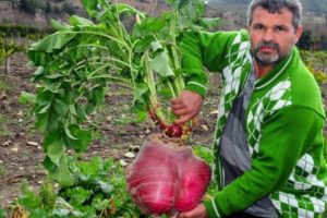 12 kilogramlık turp g&ouml;renleri şaşırtıyor