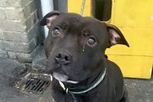 Terk edilen k&ouml;pek &uuml;z&uuml;nt&uuml;den ağladı