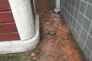 Suriyelinin cebinden el bombası &ccedil;ıktı