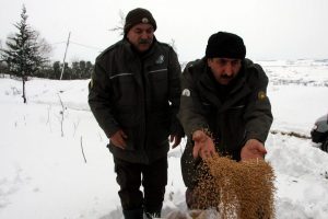 Karda a&ccedil; kalan hayvanlara 2 ton yem bırakıldı