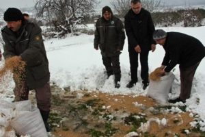 Bursa'da yaban hayvanlarına yem desteği
