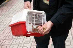 15 g&uuml;n a&ccedil; kalan kedi operasyonla kurtarıldı