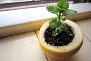 Limon kabuğunu &ccedil;&ouml;pe atmayın