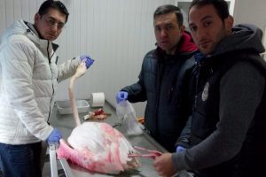 Bursa'da yaralı flamingoya &ouml;zel bakım