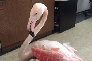 Bursa'da yasak avcılık! 'Flamingo'yu vurmasınlar!'