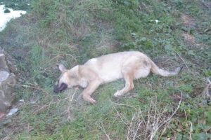 Bursa'da otomobilin &ccedil;arpıp ka&ccedil;tığı k&ouml;peğe, yoldan ge&ccedil;en s&uuml;r&uuml;c&uuml;ler yardım etti