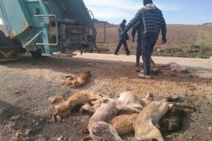 K&ouml;pek katliamında incelemeler s&uuml;r&uuml;yor
