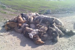 Bursa'daki k&ouml;pek katliamında flaş gelişme!