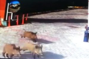 Bu olay İstanbul'da yaşandı: L&uuml;ks siteyi domuzlar bastı !