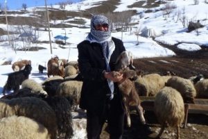 Kato Dağında artık kuzu sesleri yankılanıyor