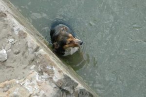 Nehirden &ccedil;ıkan k&ouml;peğin &uuml;zerine ceketini &ouml;rtt&uuml;