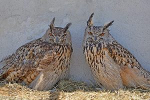 İnsanlara saldıran kuşa yakalama kararı