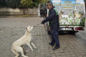 İslahiye'de sokak k&ouml;pekleri toplanıyor